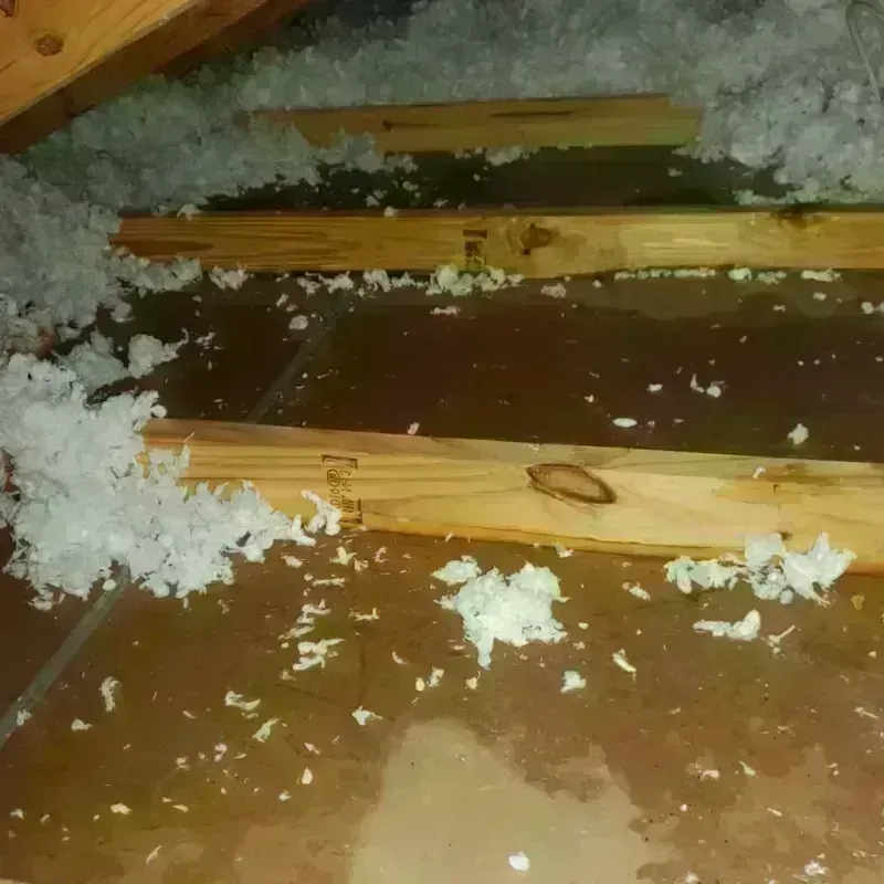 Attic Water Damage in Marine Corps Base Hawaii - MCBH, HI